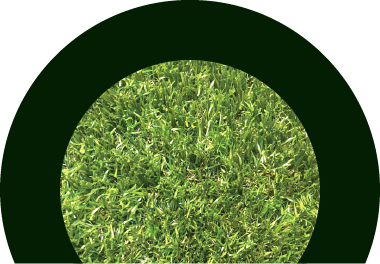 ITS Web Real Grass Value